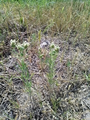 Plantago indica