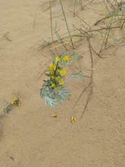 Chamaecytisus borysthenicus