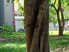 Callosciurus finlaysonii