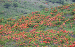 Rhododendron molle japonicum