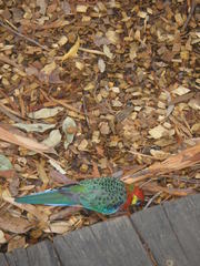 Platycercus icterotis icterotis