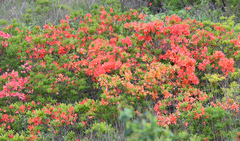 Rhododendron molle japonicum
