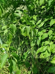 Acer negundo