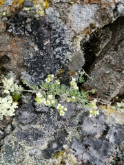 Draba nivalis