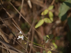 Desmodium scorpiurus