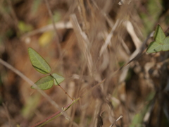 Desmodium scorpiurus