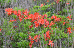 Rhododendron molle japonicum