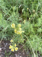 Linaria vulgaris
