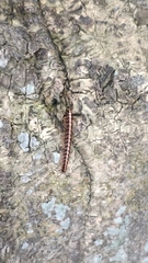 Helicorthomorpha
