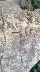 Helicorthomorpha
