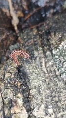 Helicorthomorpha