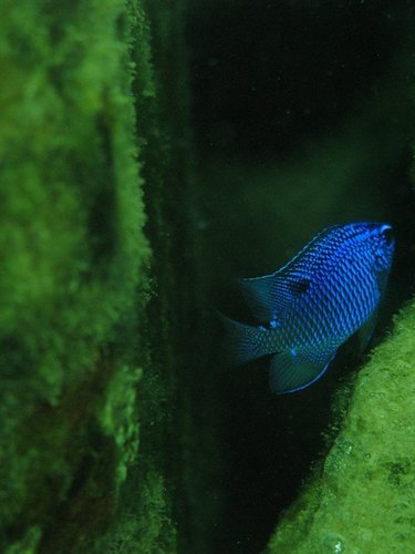 Cortez damselfish (Stegastes rectifraenum) — Pomacentridae