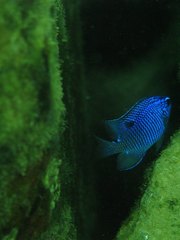 Stegastes rectifraenum