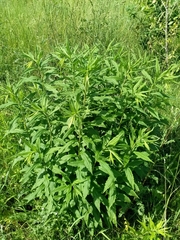 Solidago canadensis