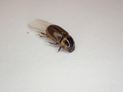 Labarrus lividus
