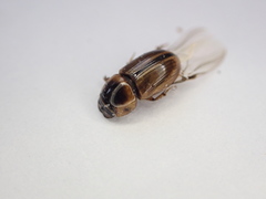 Labarrus lividus