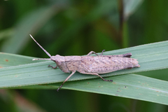 Phlaeoba antennata