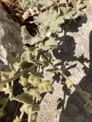 Verbascum petrae