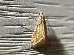 Microtheoris