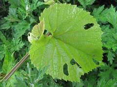 Vitis flexuosa
