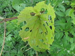 Vitis flexuosa