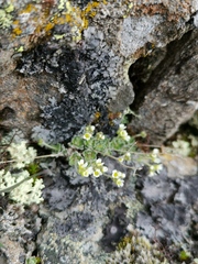 Draba nivalis