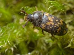 Mycetophagus atomarius