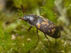 Mycetophagus atomarius