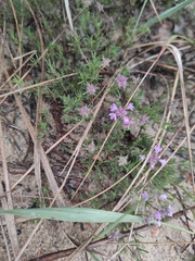 Thymus borysthenicus