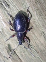 Otiorhynchus clavipes