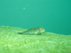 Ophioblennius steindachneri