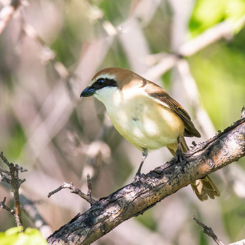 Brown Shrike (Lanius cristatus), photo 8