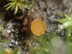 Octospora maireana