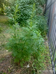 Artemisia vulgaris