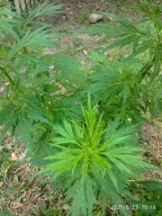 Artemisia vulgaris