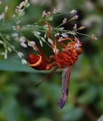 Ropalidia marginata marginata