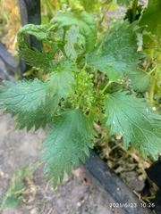 Urtica urens