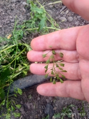 Capsella bursa-pastoris