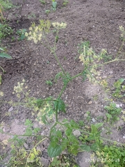 Anthriscus sylvestris