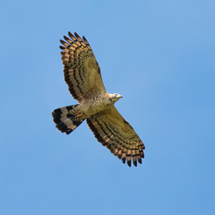 Crested Honey Buzzard photo 4
