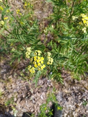Tanacetum vulgare