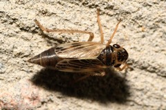 Evacanthus acuminatus