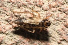 Evacanthus acuminatus