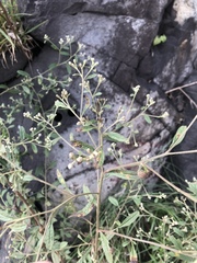 Baccharis sordescens