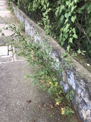 Kearnemalvastrum lacteum