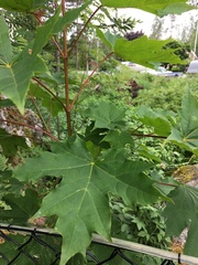 Acer platanoides