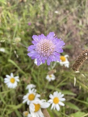 Knautia arvensis
