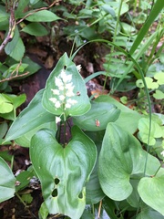 Maianthemum bifolium