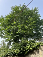 Ailanthus altissima