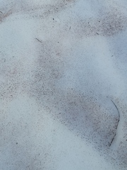 Chlamydomonas nivalis